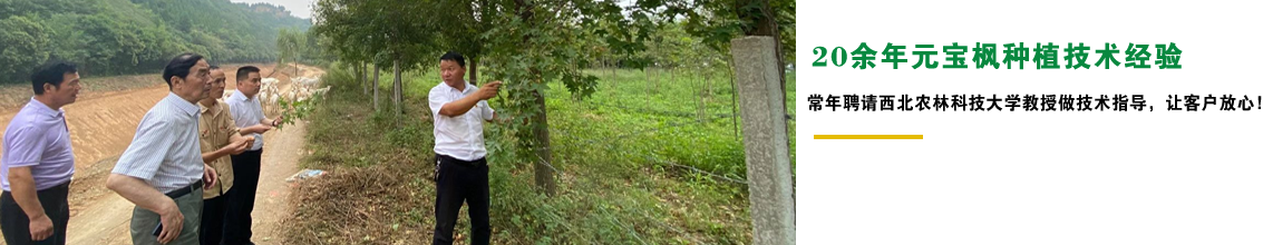 20余年元寶楓種植經(jīng)驗(yàn)